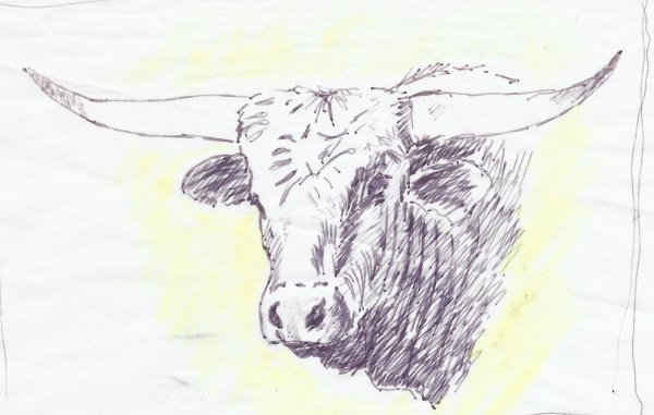 Steer